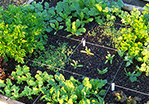 Making the Most of a Small Space Garden