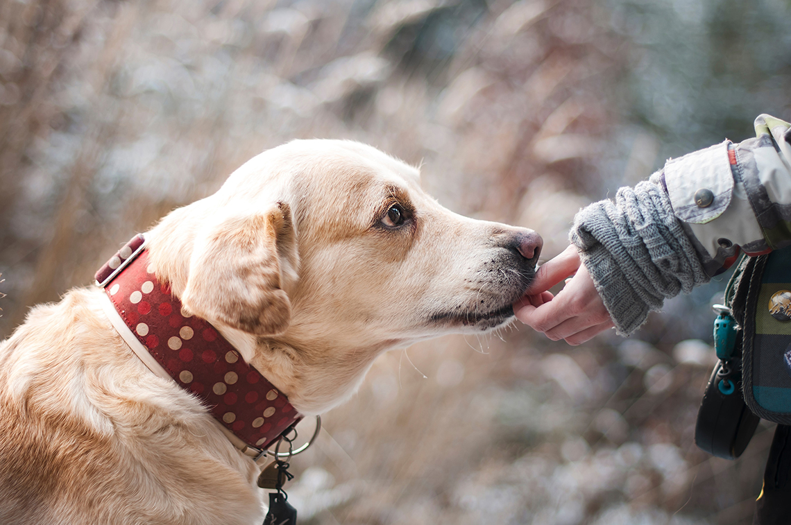 Dog receiving trear