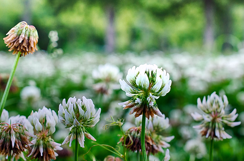 Dwarf white clover attracts bees and other wildlife. If desired, you can control blooming by mowing.